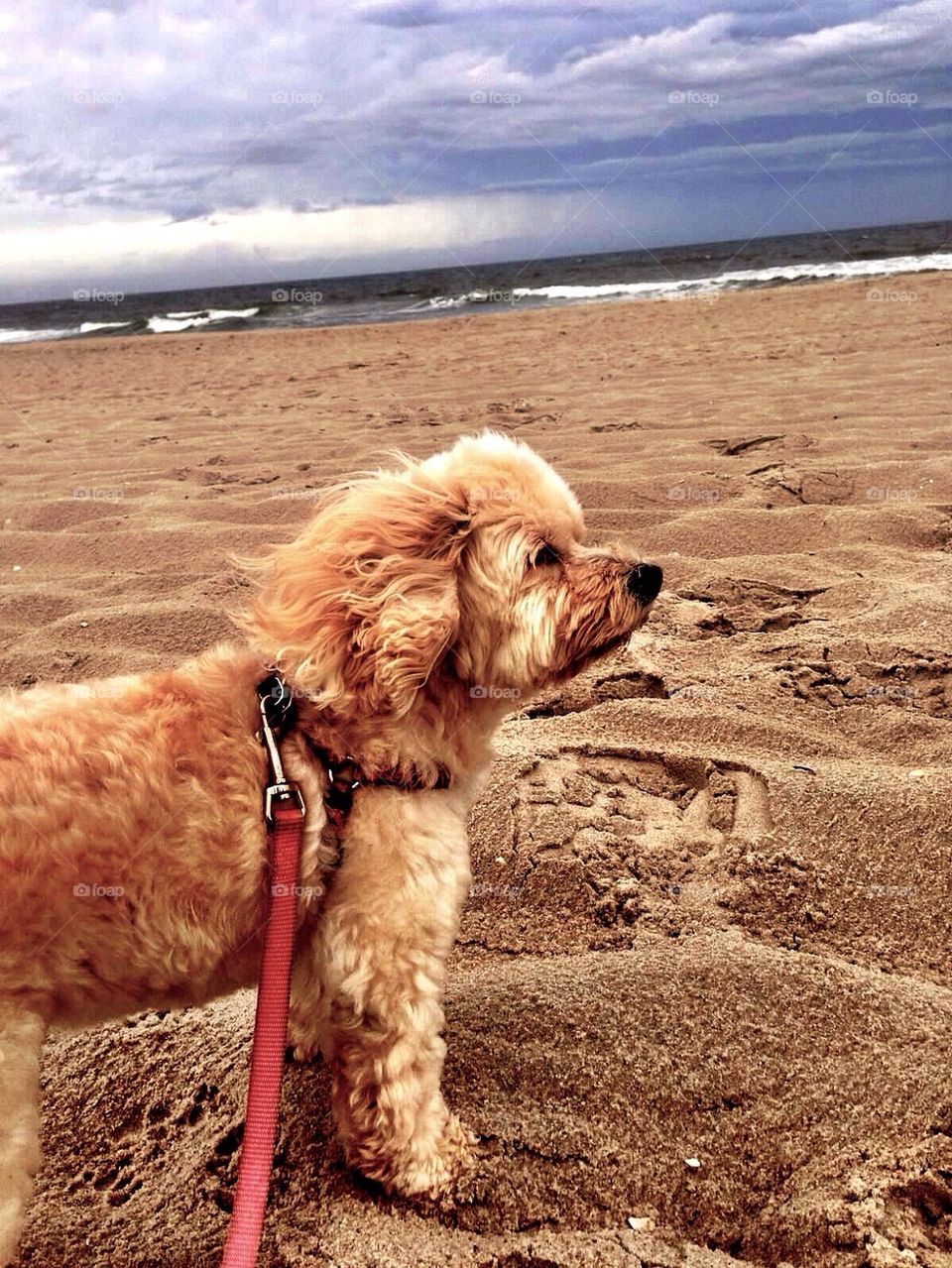 Sandy Dog
