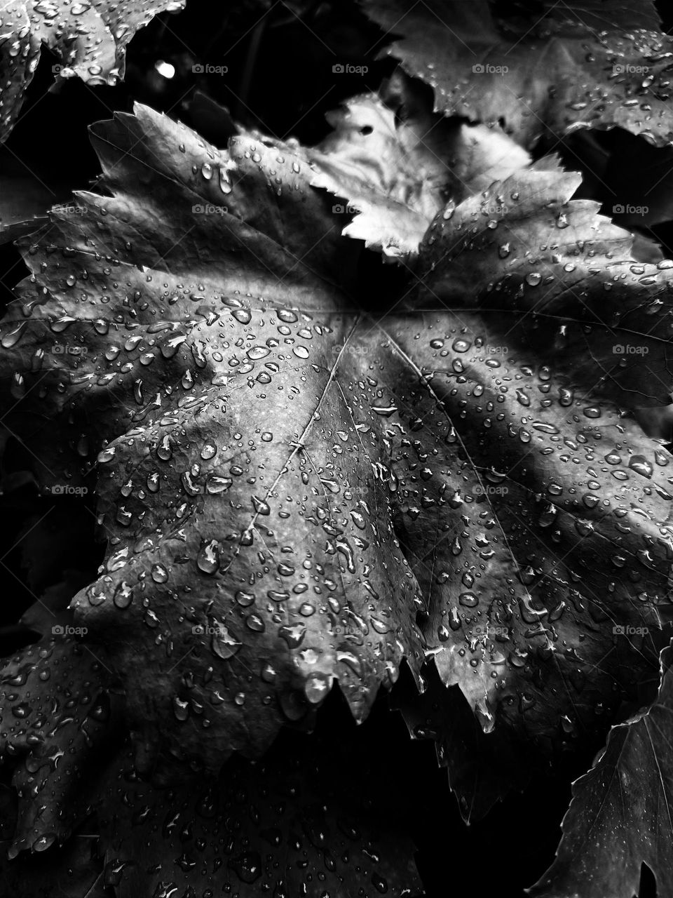 Dew drops on a leaf.