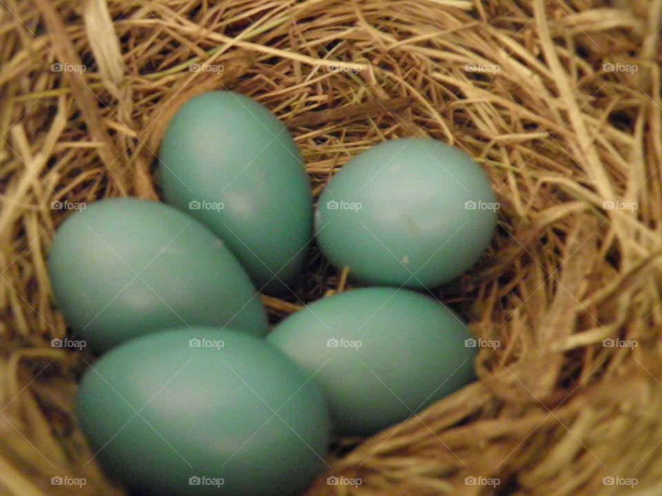 Robin eggs