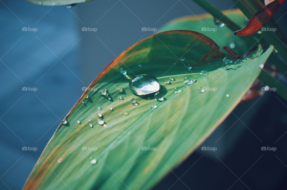 Water drops on leafs