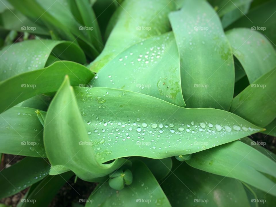 Water drops on green leaf