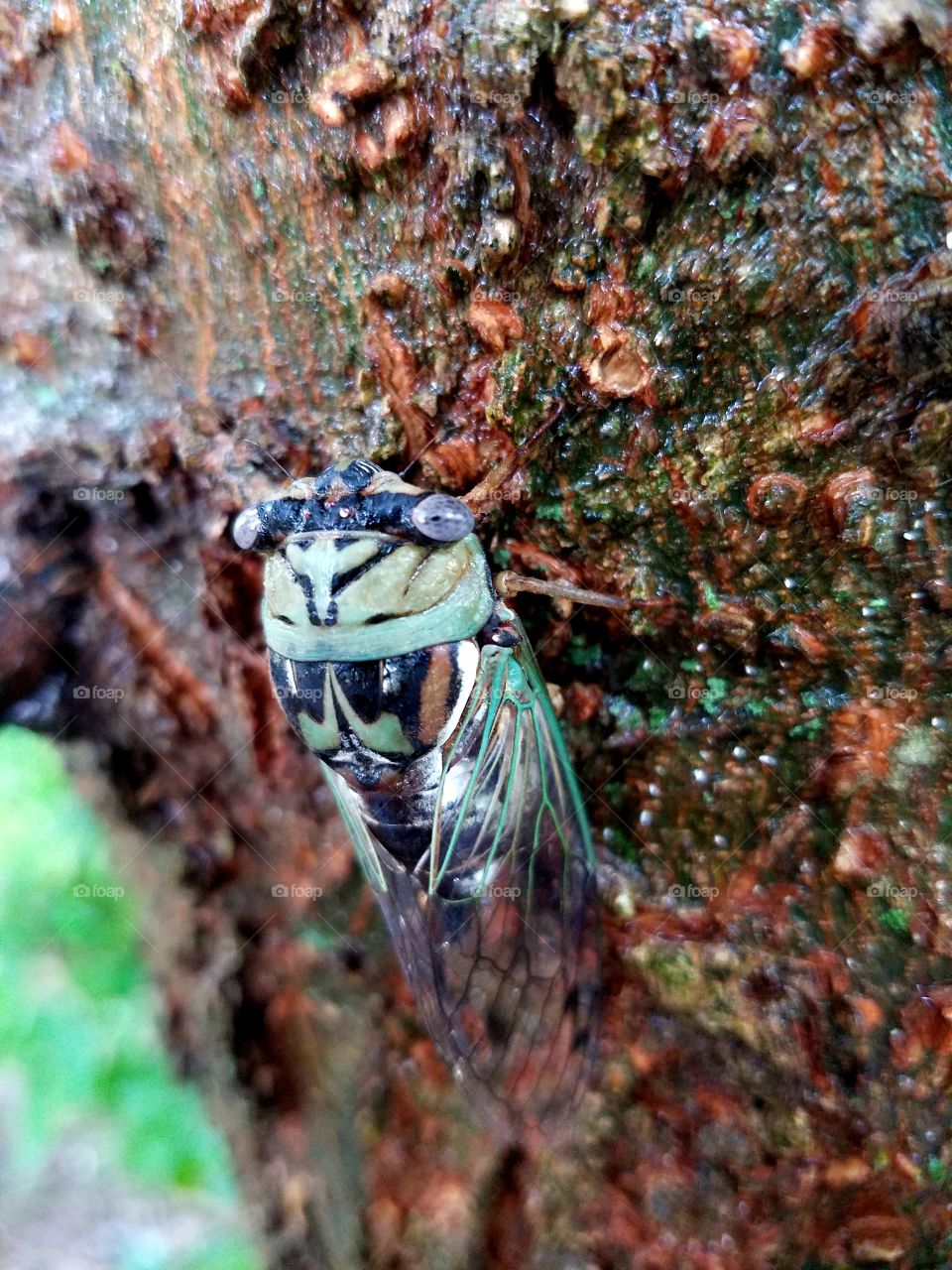 Close up of my Cicada friend