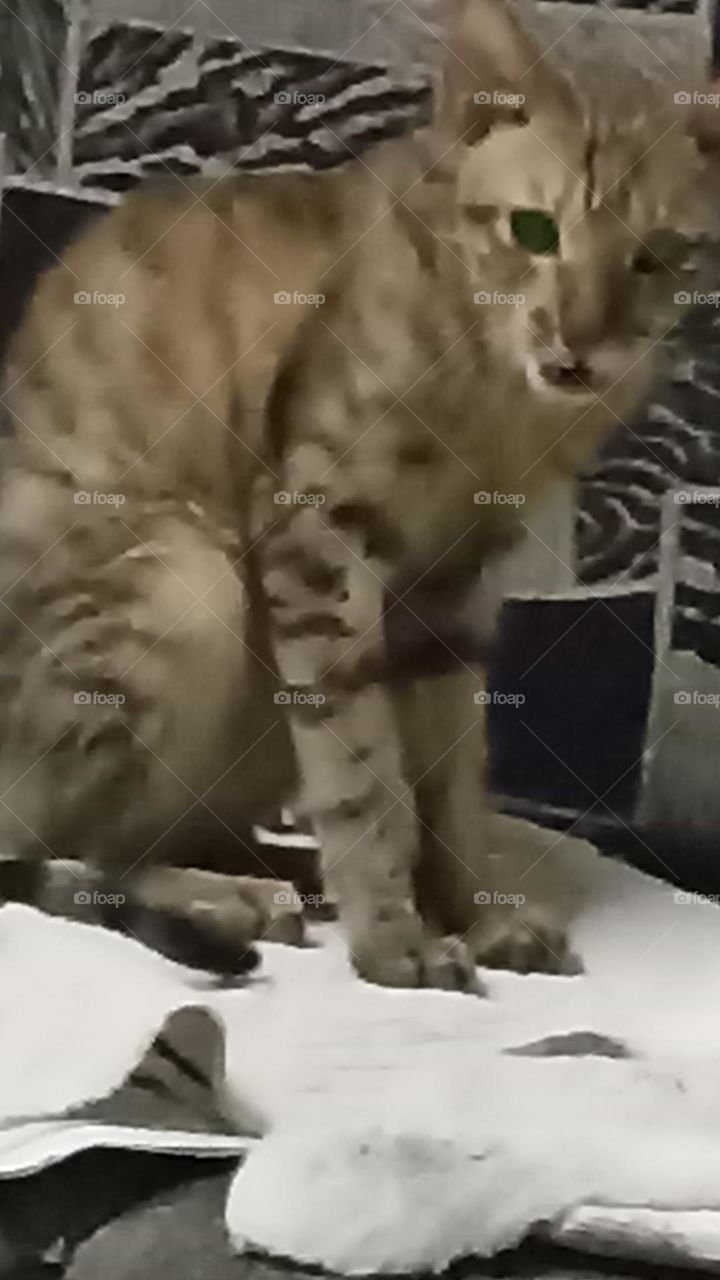 give me food I am hungry