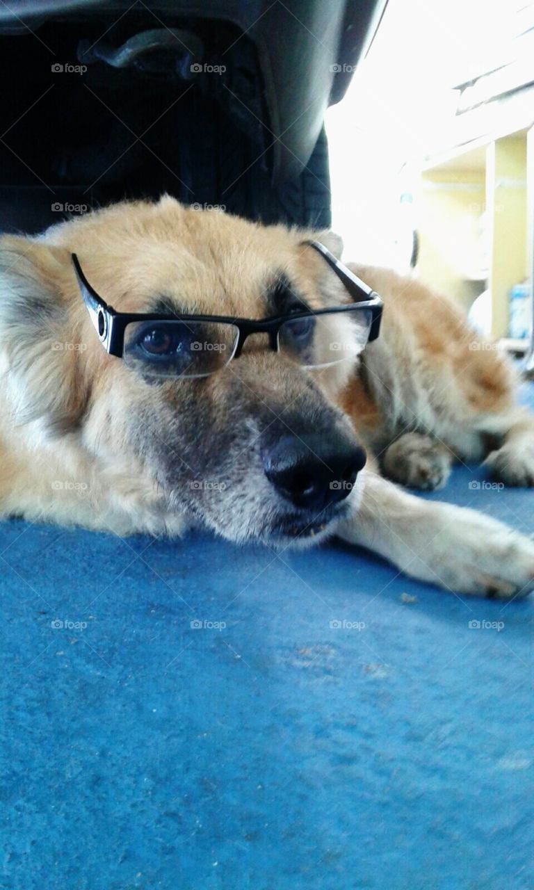 Cão de óculos.