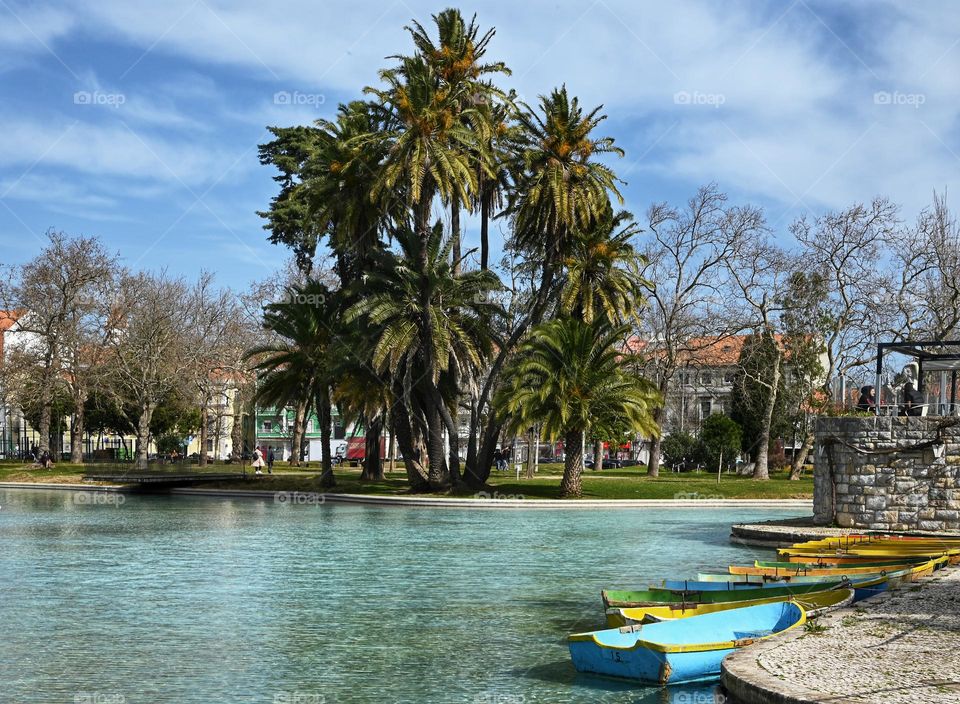 palm trees the lake