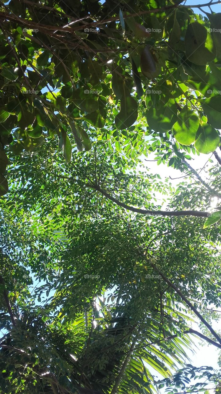 árvore de sinamomo do brasil