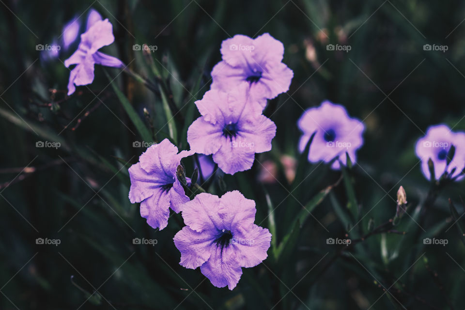 Purple flower in the garden