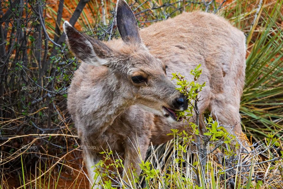 A mule deer chews on a tasty plant