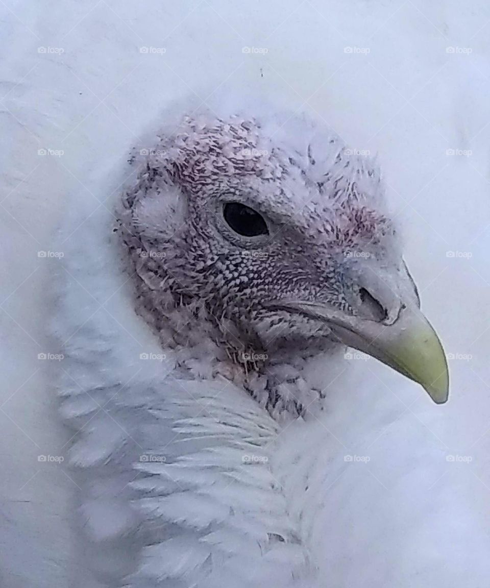White turkey
