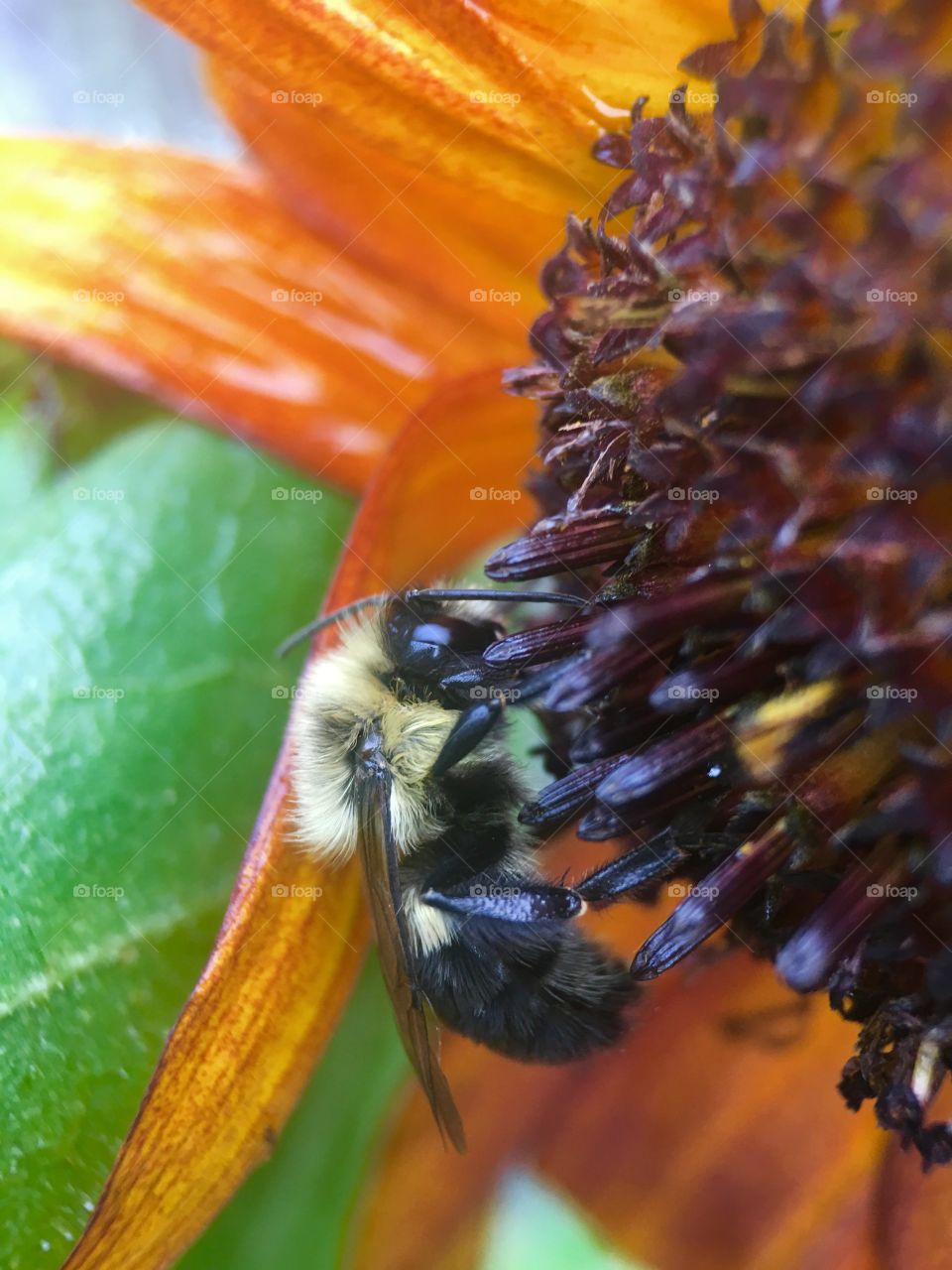 Bee in search of pollen