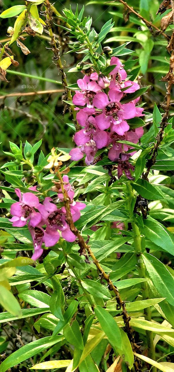 Angelonia.Summer Snapdragon.Angel Flower.magenta.