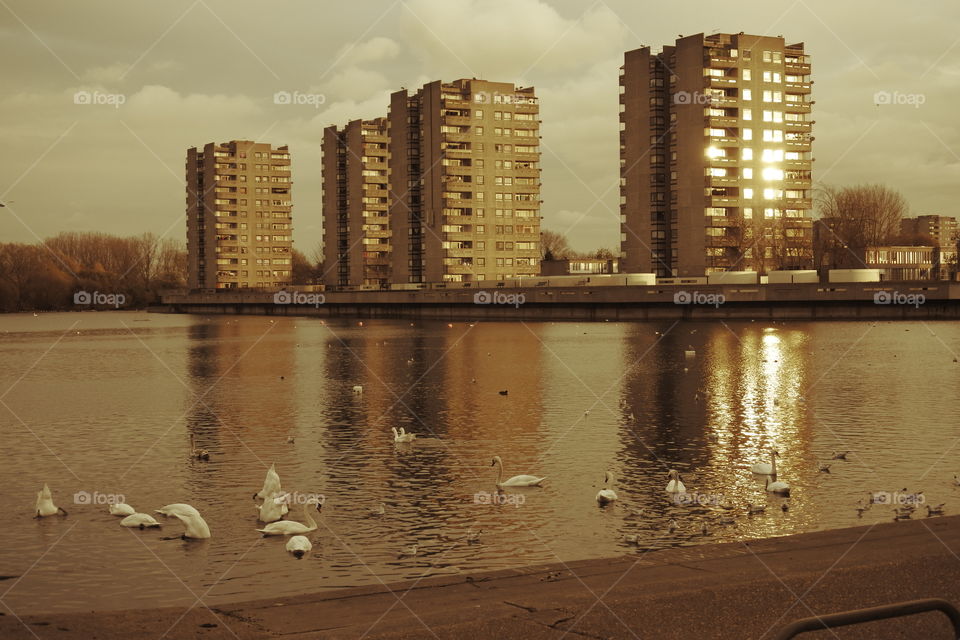 clockwork orange misfits thamesmead London uk reflection silhouette swans 
ducks