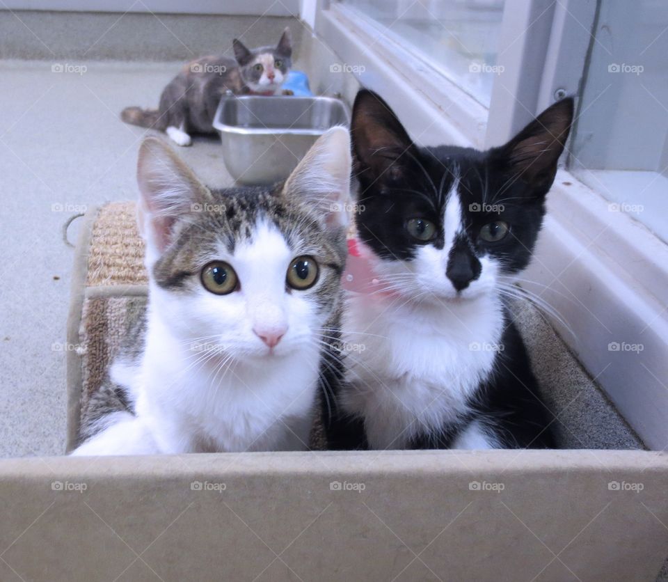 Kittens going for a ride 