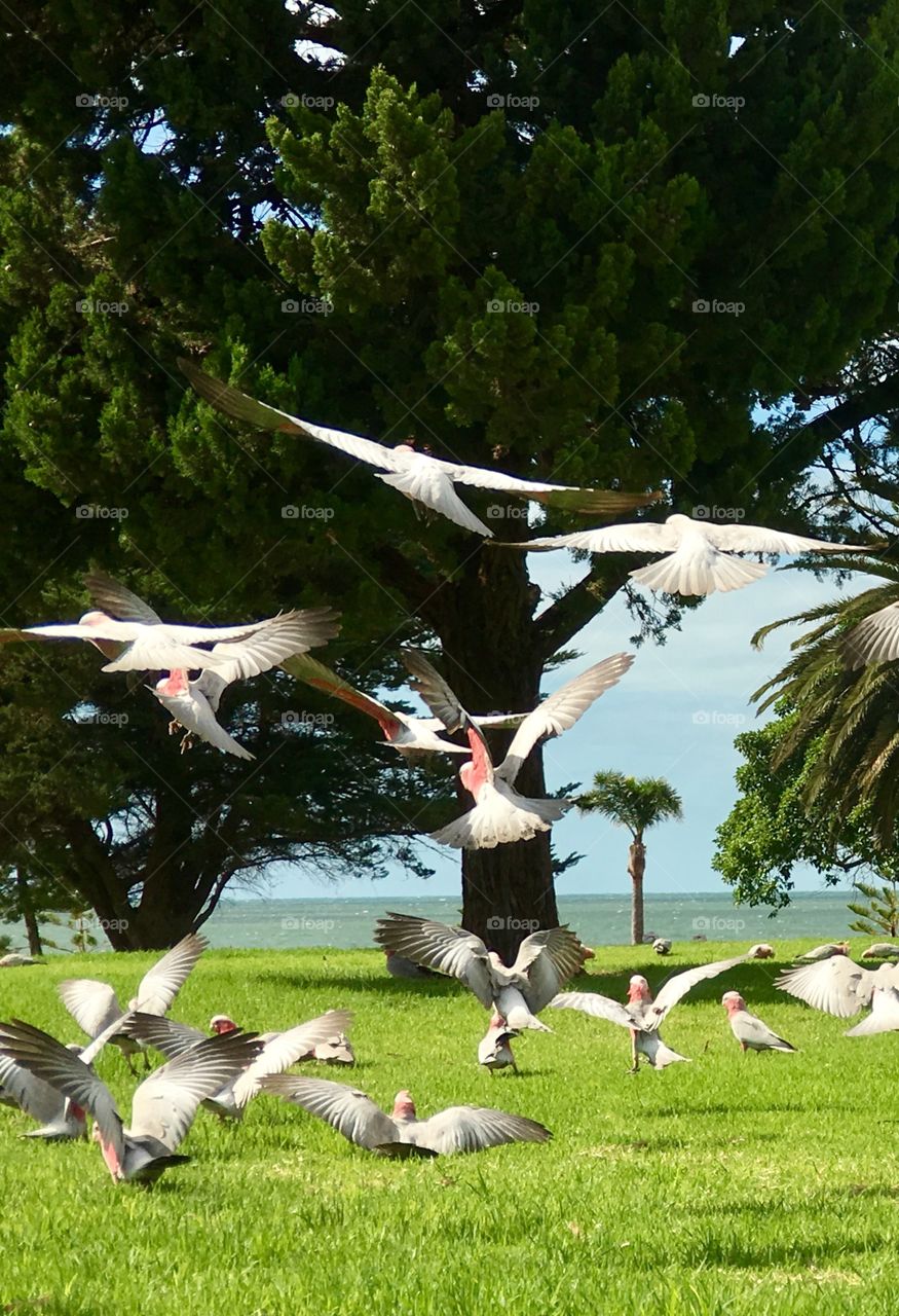 Wild pink Galah parrots flying and feeding in grass, motion, flowers get, movement