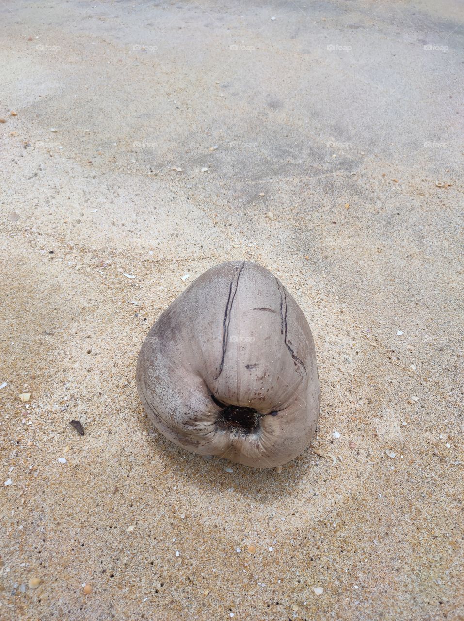 coconuts on the beach