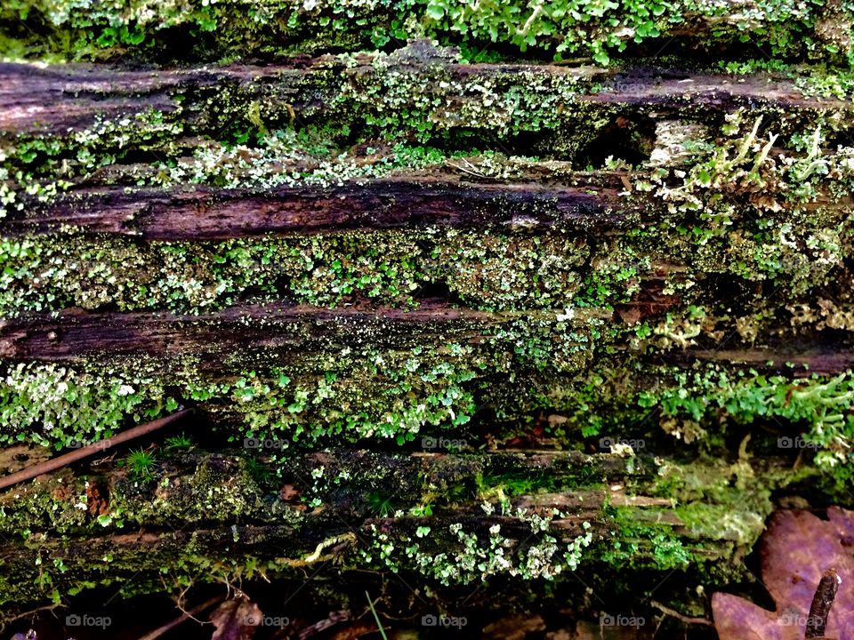 Moss and wood 