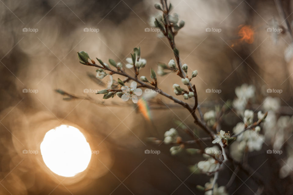 Blossom branch of a cherry tree at sunset