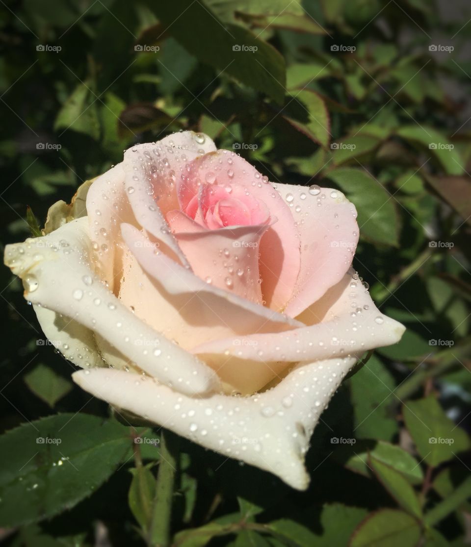 White and pink rose covered in dew