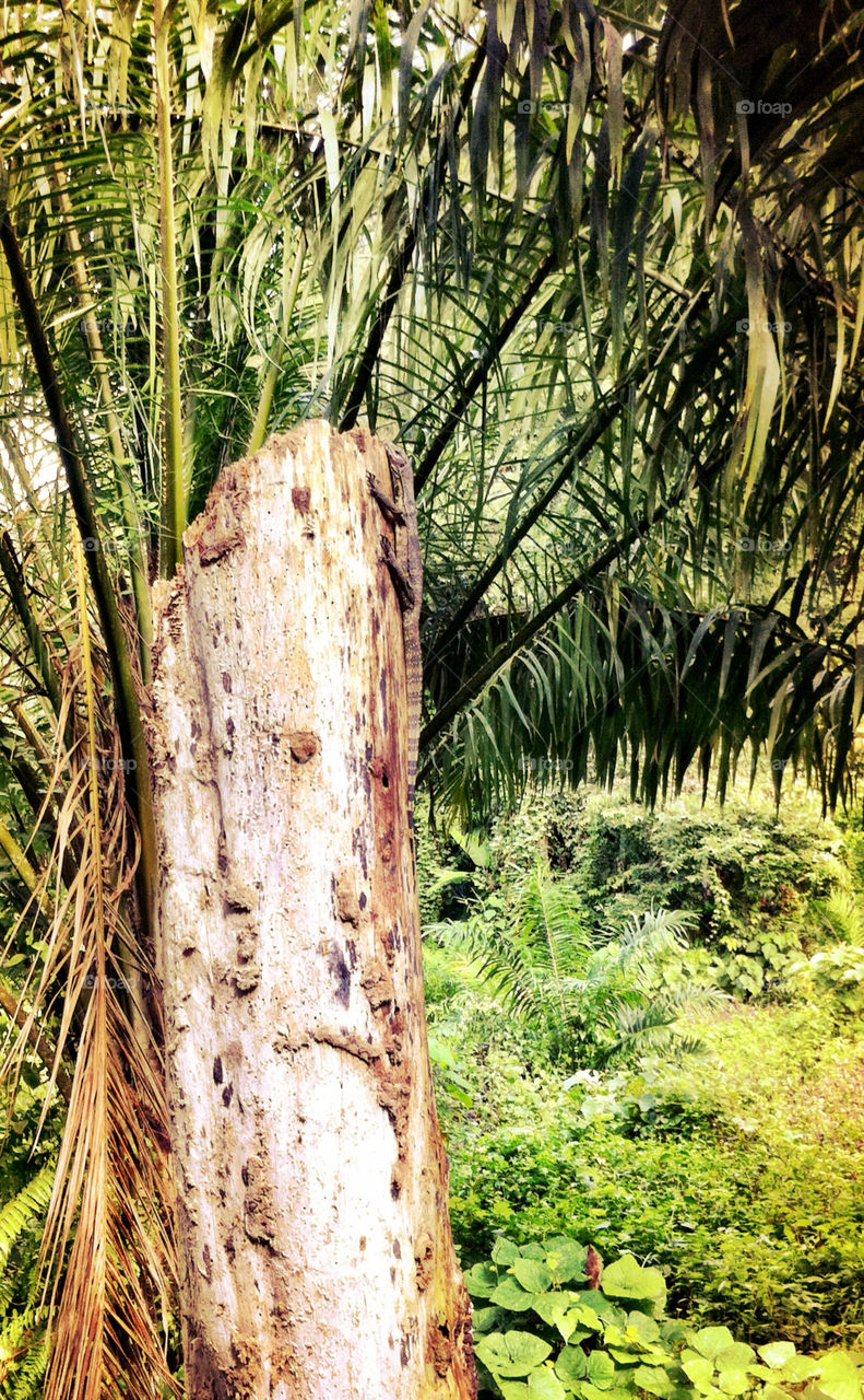 green tree palm jungle by bartosz