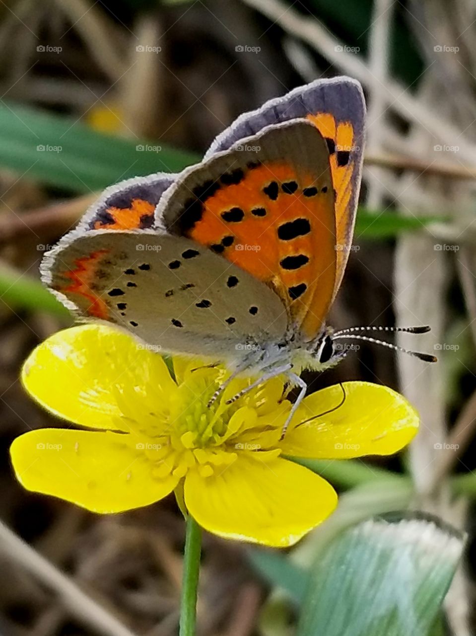 Bronze Copper Butterfly