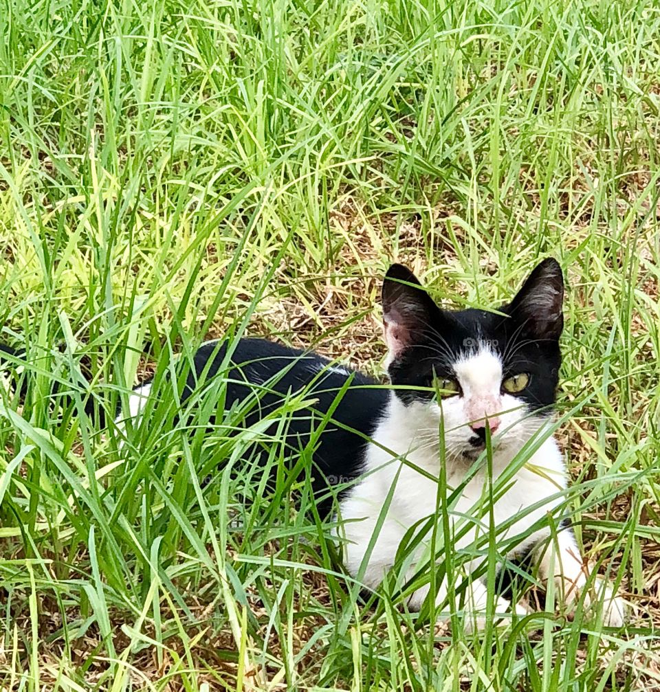 Black and white kitten 