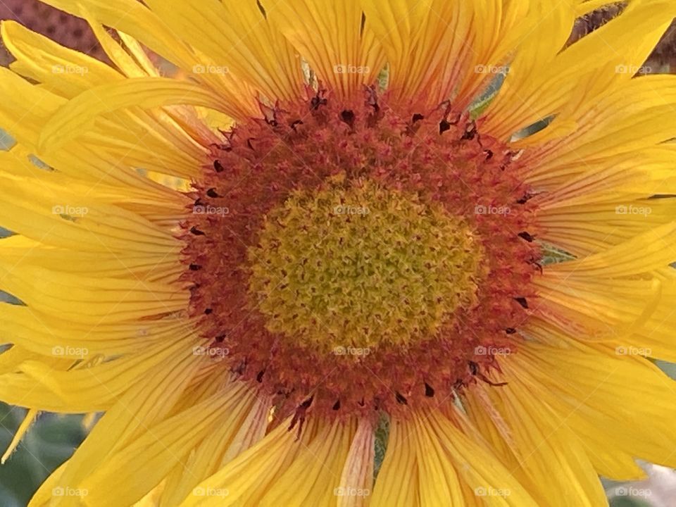 Sun flower 
