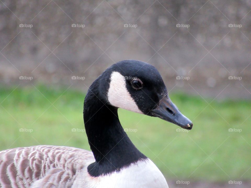 Canada goose