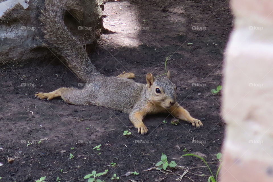 squirrel getting some cool from sun