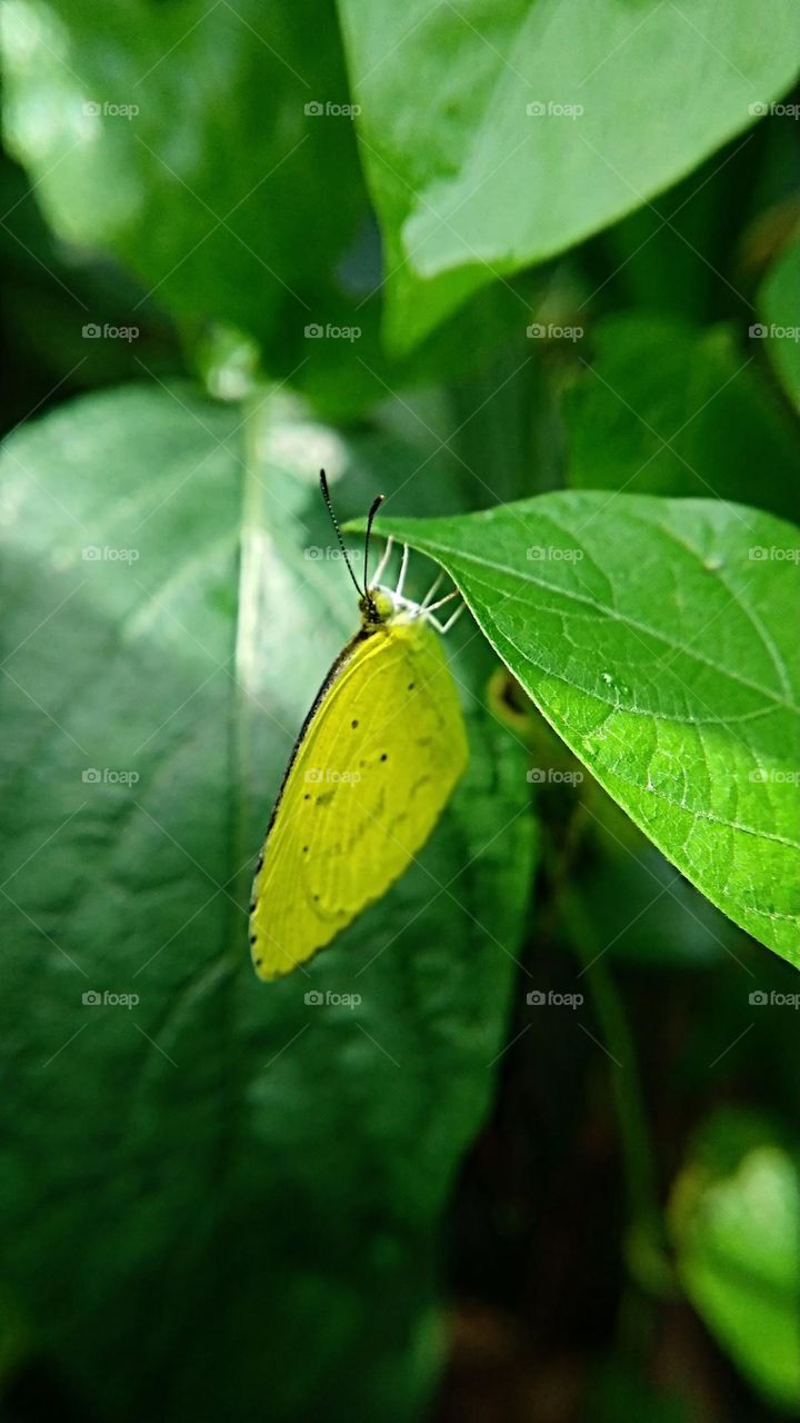 A small yellow butterfly perched on the tip of a leaf.