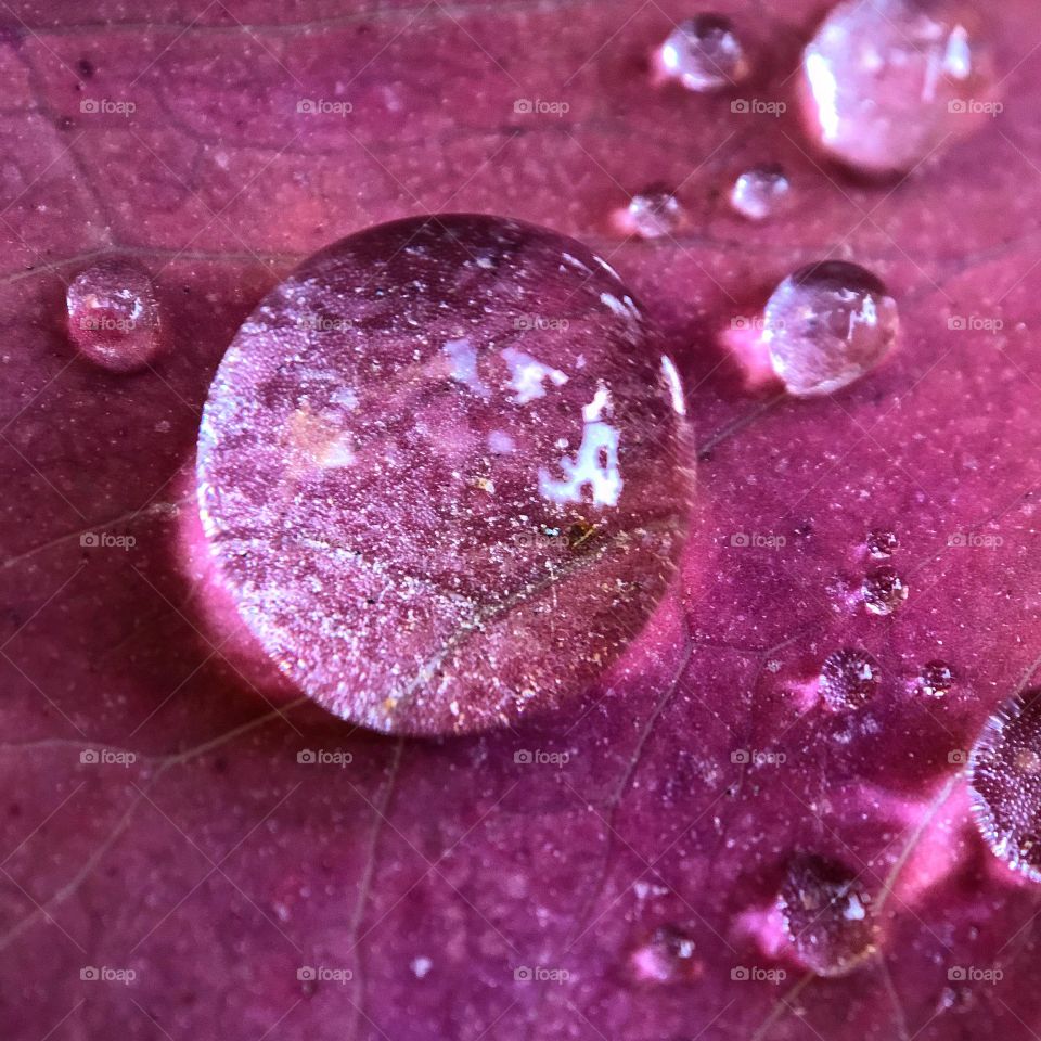 Rain drop on the leaf 