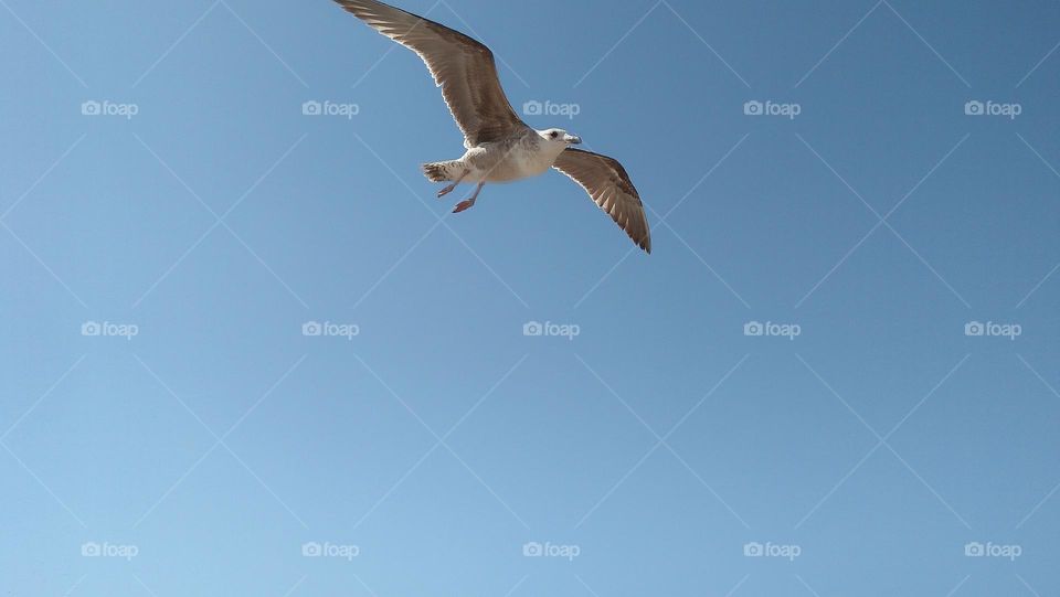 beautiful seagull flying cross the sky.