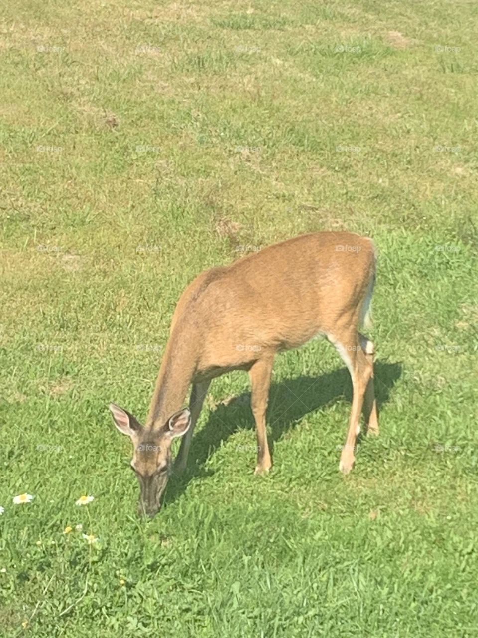 Deer in the Yard
