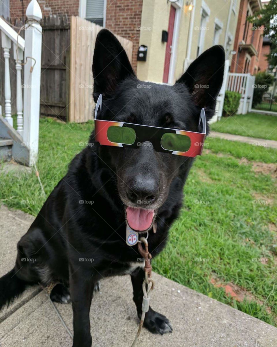 eclipse glasses on dog