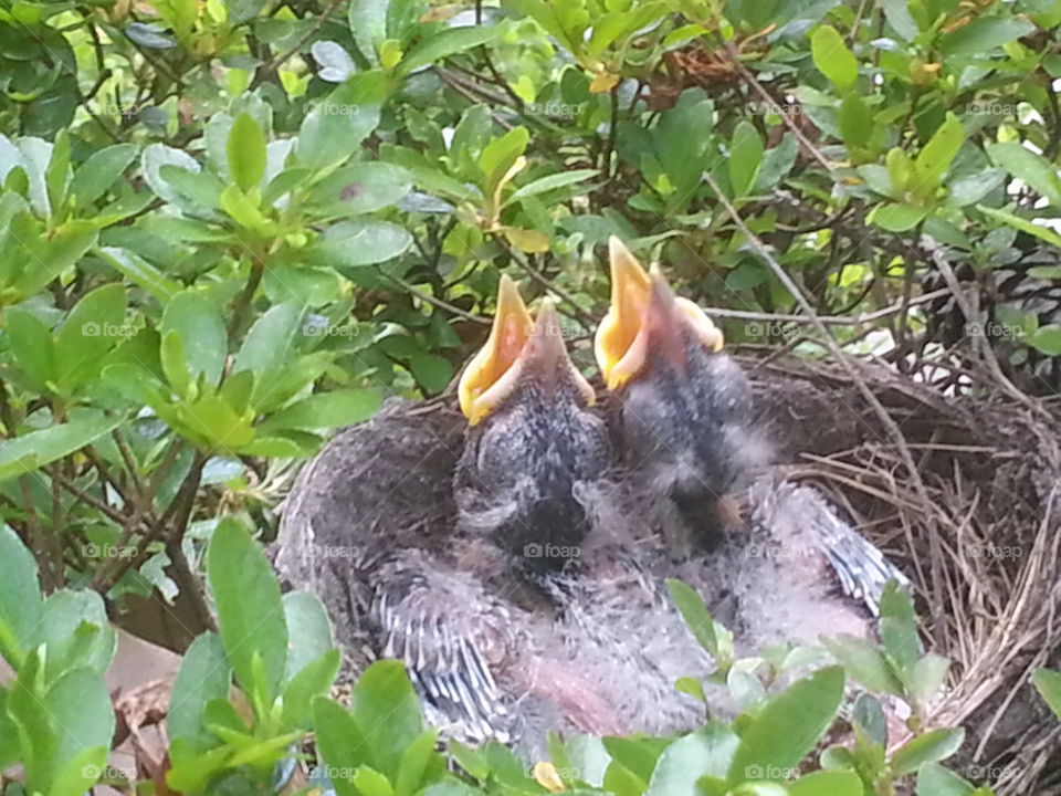 baby birds