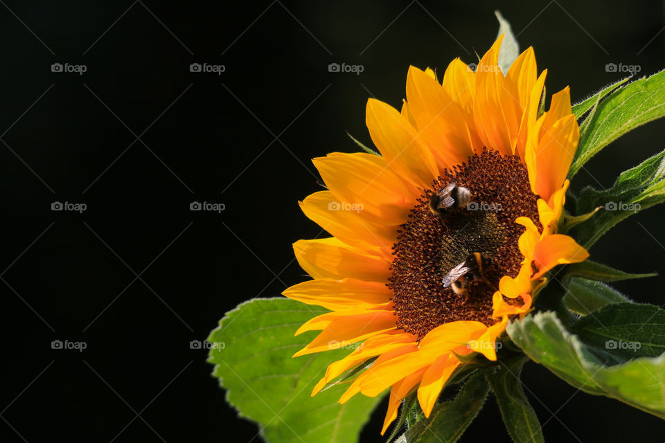 Portrait of a plant, sunflower