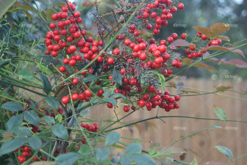 The beauty of red is that it is for all seasons. Spreading joy to all who see it with its' lasting deep color.