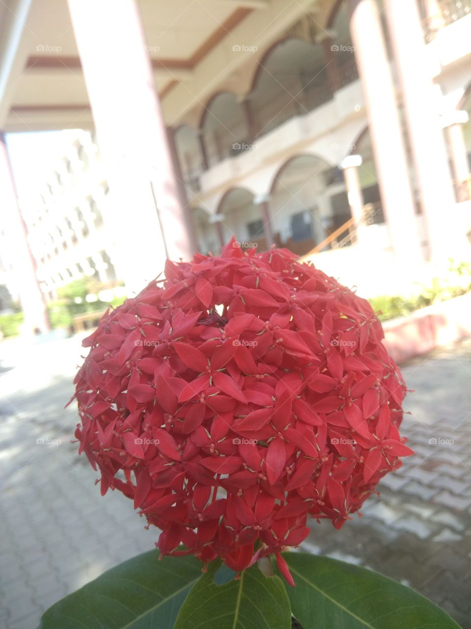 A bunch of red flowers in front of big building!!