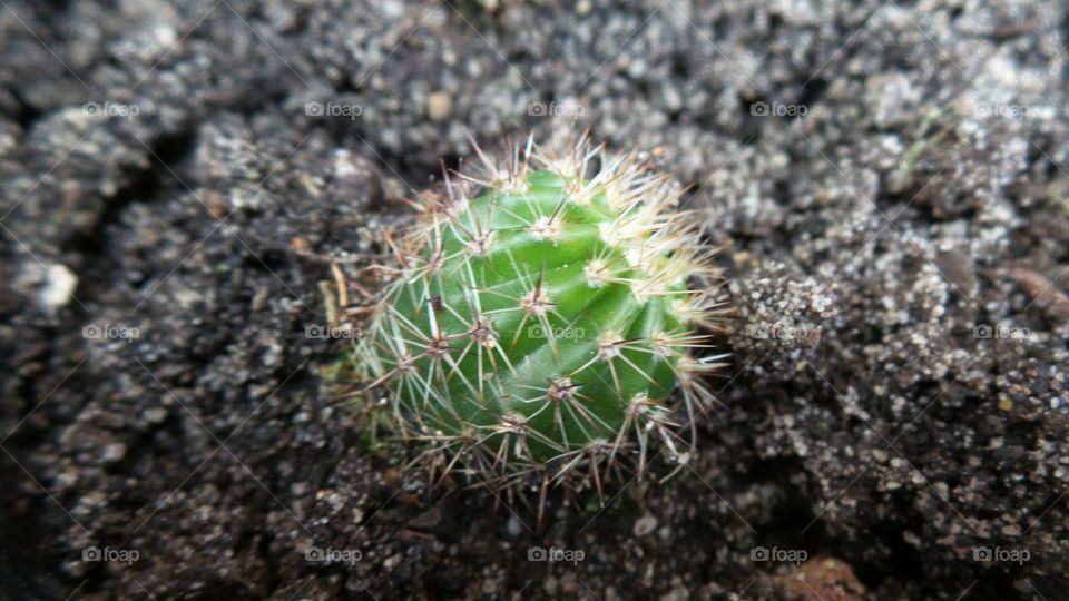 tiny Cactus