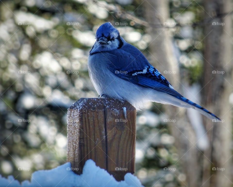Bird in winter time