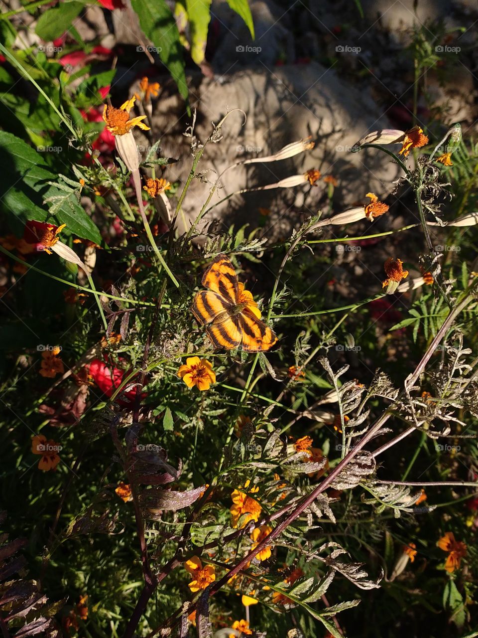 Thanks to this beautiful butterfly for letting me shoot it generously after a long and patient attempt