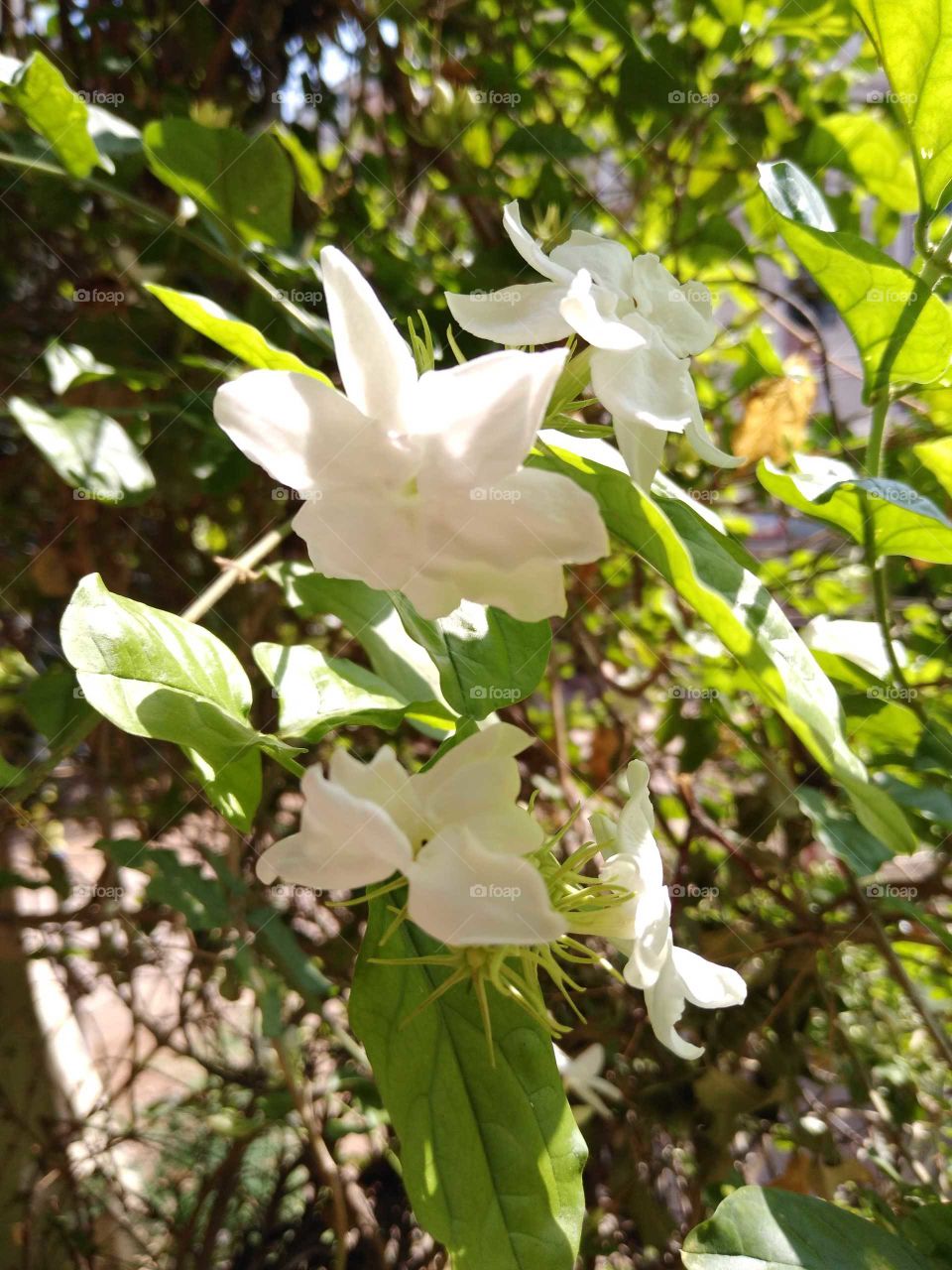 pure white jasmine flowers