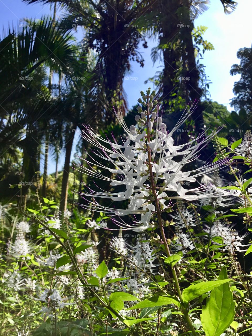 Cat whiskers at Hawaii Tropical Botanical Garden