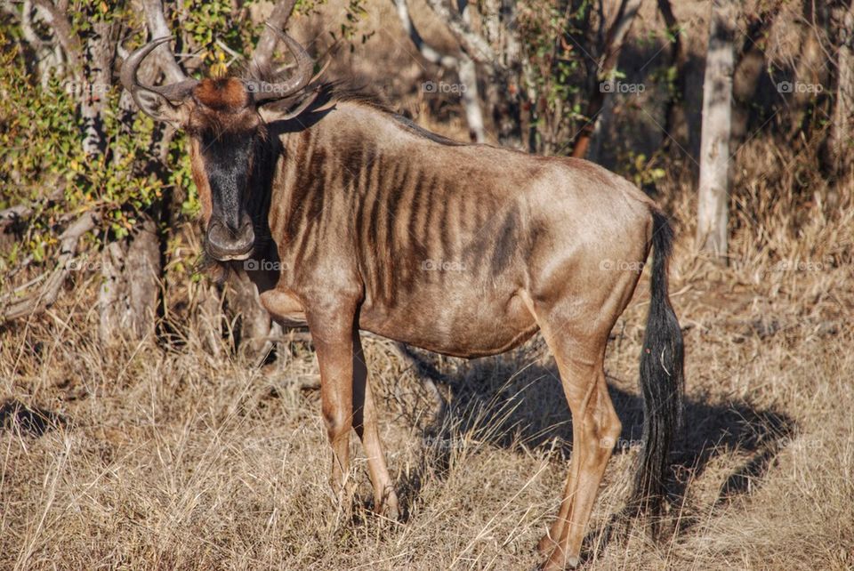 Wildebeest 