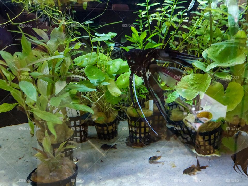 Aquatic plants for the aquarium