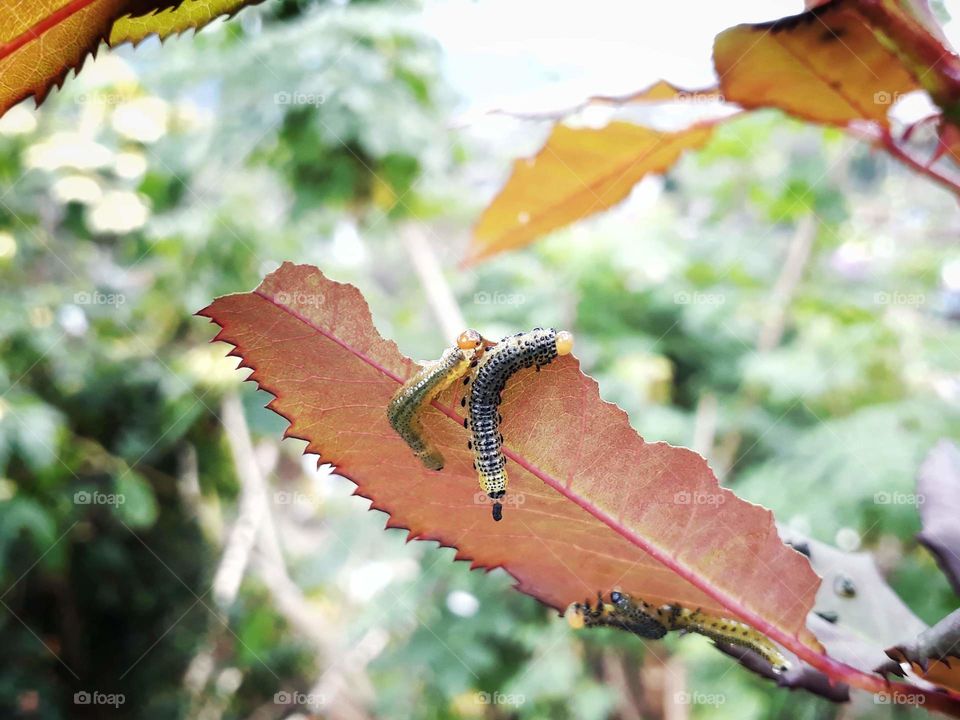 Insects and species of India