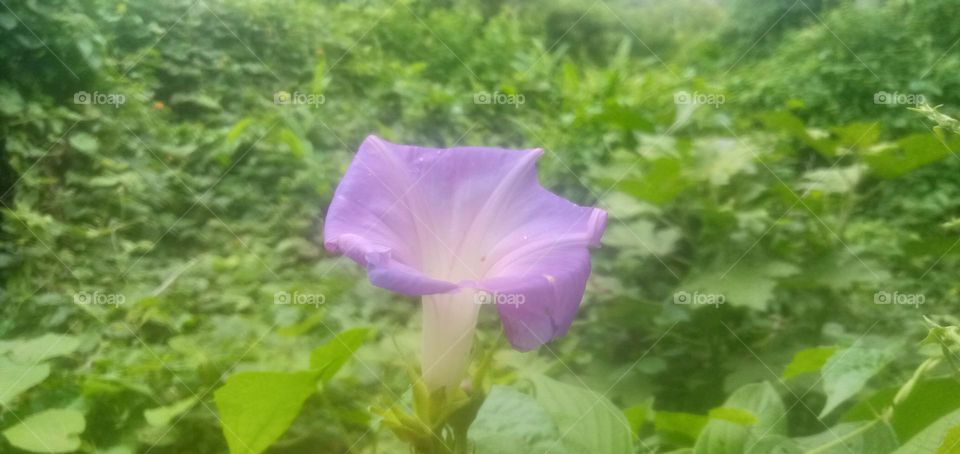 different flowers.
so looks beautiful. live like a flower that looks beautiful. strengthen motivating more intact.