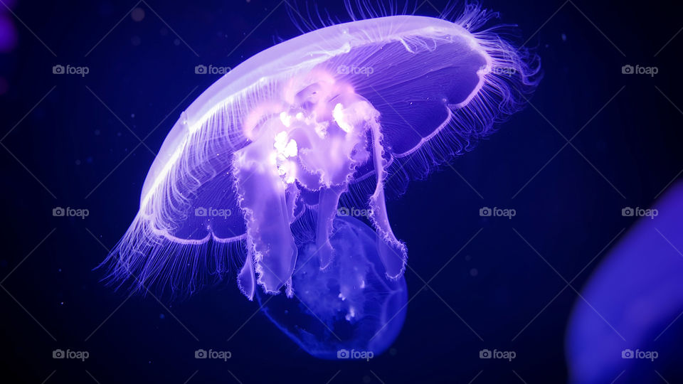 Jellyfish, Underwater, Science, Swimming, No Person