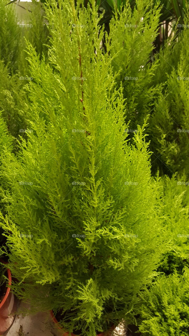 Plant in ikea