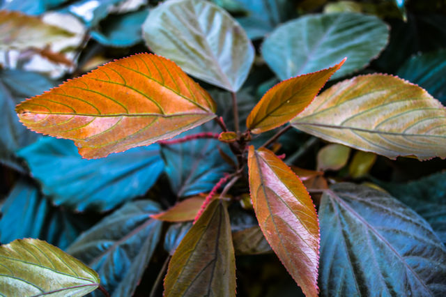 Leaf