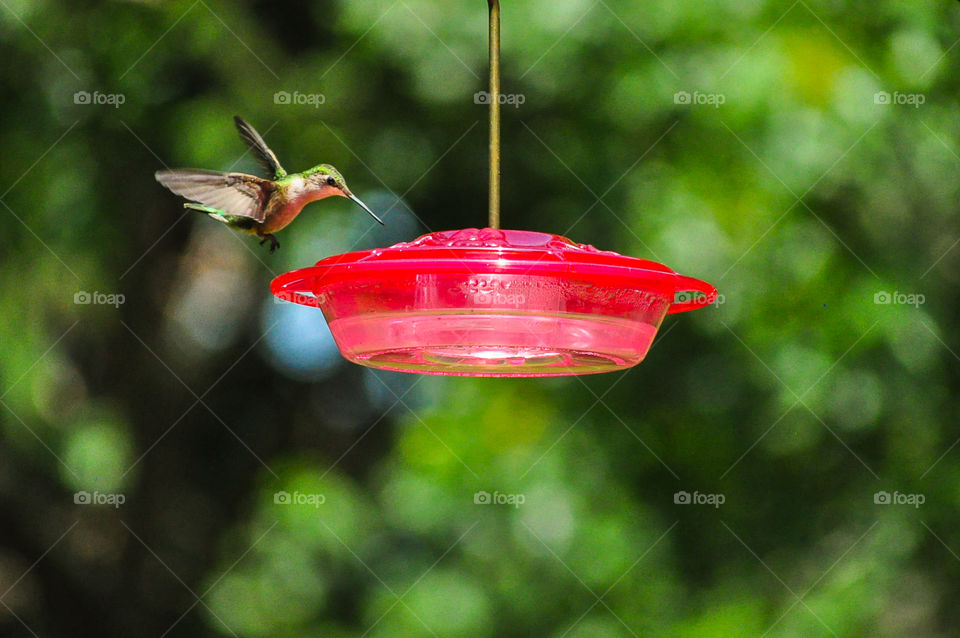 Hummingbird at Feeder